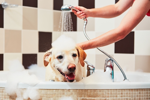 MARLY : SALON DE TOILETTAGE POUR ANIMAUX À REMETTRE !