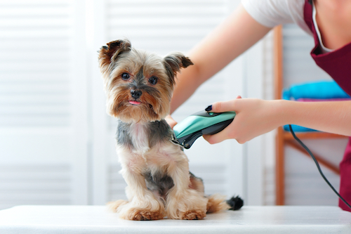 SUISSE ROMANDE : ACTIVITE WEB DE MISE EN RELATION POUR ANIMAUX A CEDER